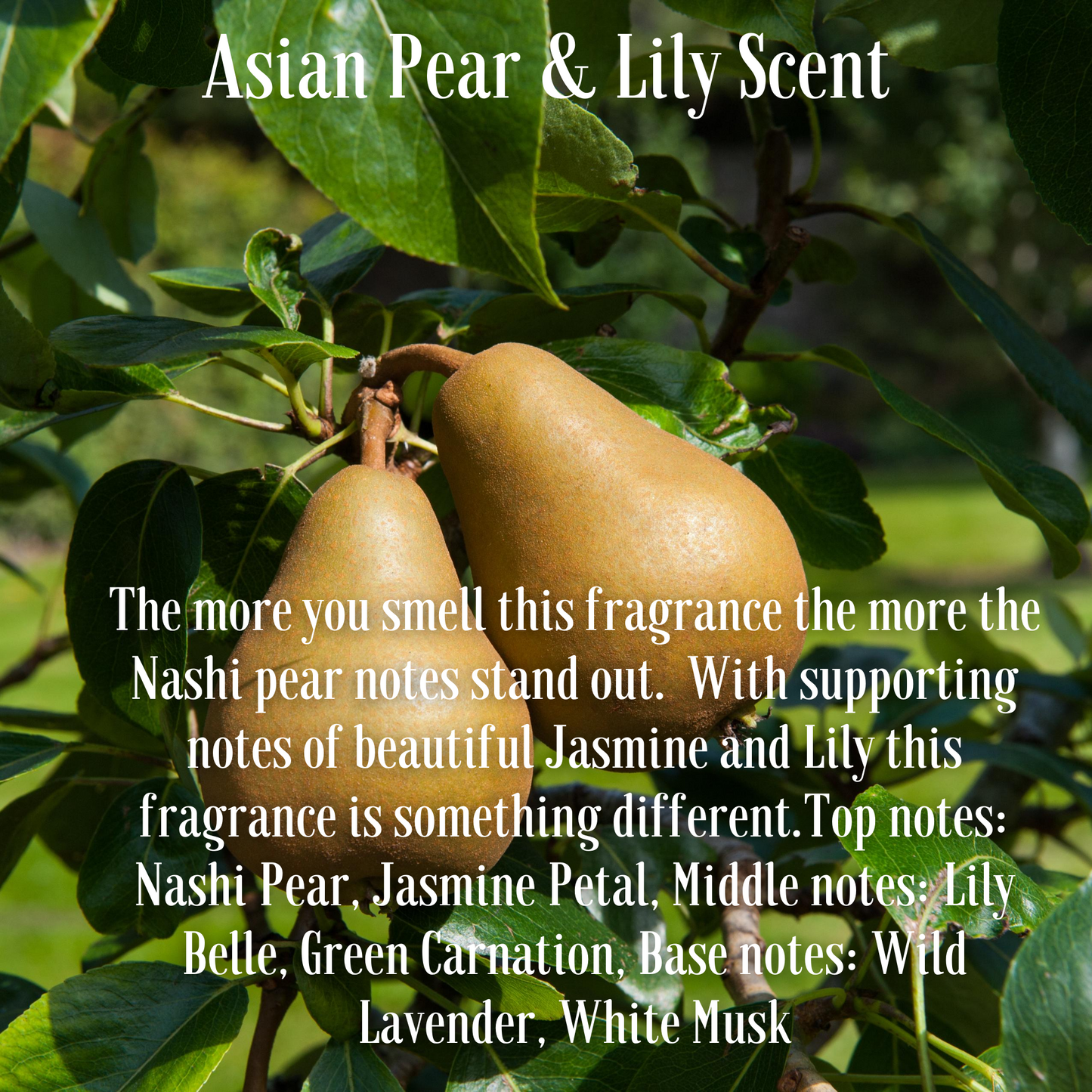 Asian Pear and Lily Scented Palm Wax Medium Jar Candle 285g/10oz