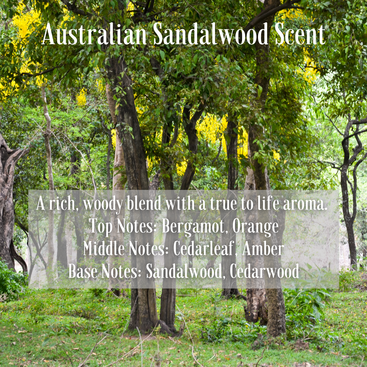 Australian Sandalwood Fragrance Soy Wax Travel Tin Candle Available in Four Sizes