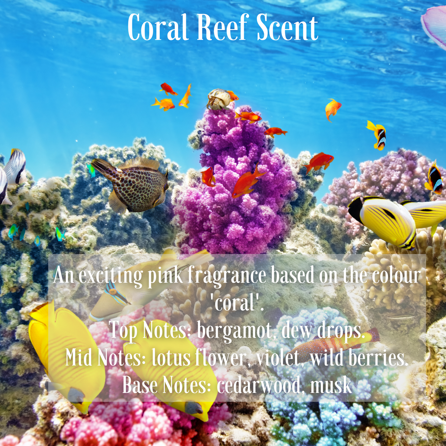 Coral Reef Scented Palm Wax Medium Jar Candle 285g/10oz